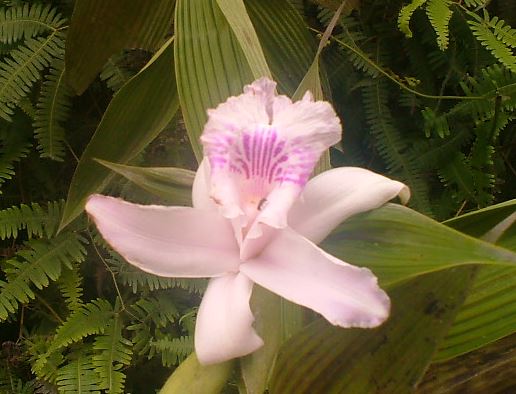 Flora